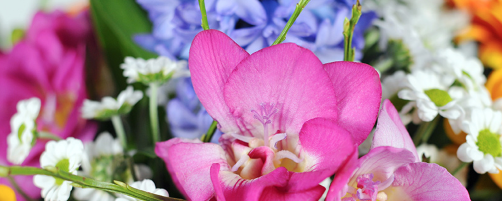 Blume2000 versandkostenfrei Blume2000 versandkostenfrei